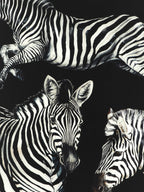 Dolce & Gabbana Zebra Print Scarf